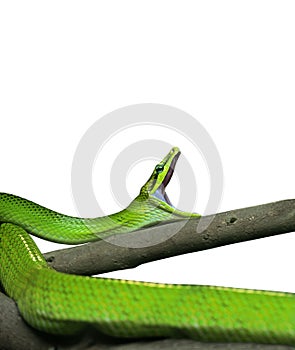 Red-Tailed Green Ratsnake Yawning on White Background, Clipping