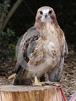 red-tailed hawk