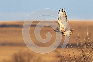 Red Tailed Hawk