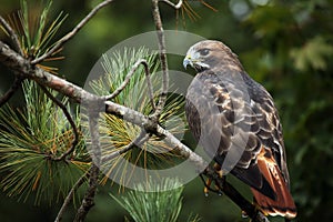 Red-Tailed Hawk