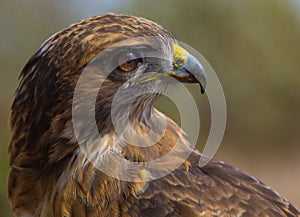 Red Tailed Hawk