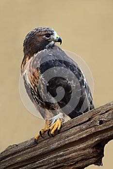 Red-Tailed Hawk