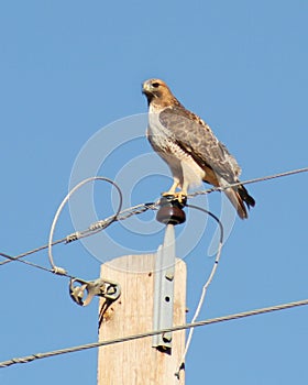 A Red-Tailed Hawk