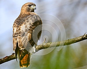 Red-Tailed Hawk