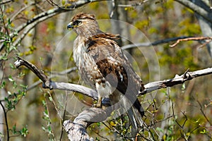 Red-Tailed Hawk