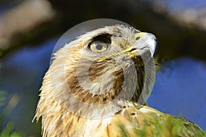 Red-Tailed Hawk