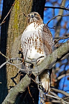 Red-Tailed Hawk