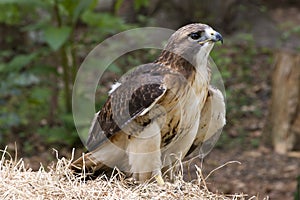Red Tailed Hawk