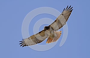 Red Tailed Hawk photo