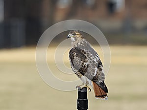 Red-tailed hawk