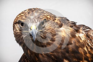 Red-tailed Hawk