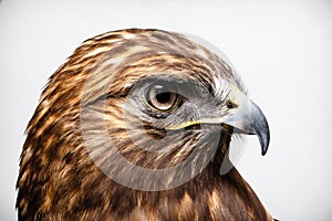 Red-tailed Hawk