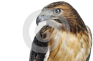 Red-tailed Hawk