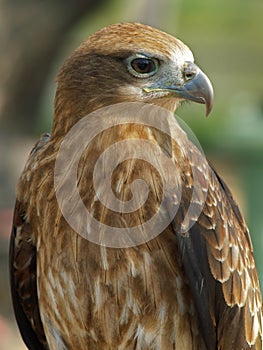 Red-tailed Hawk