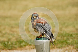 Red tailed hawk