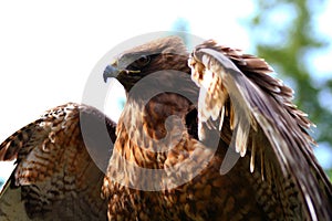 Red Tailed Hawk