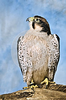 Red Tailed Hawk