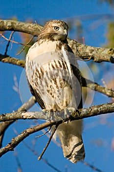 Red Tailed Hawk