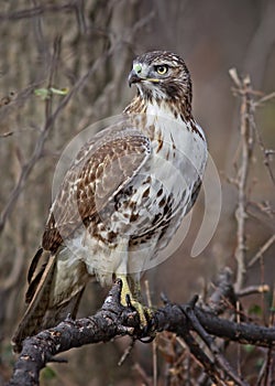 Red-tailed Hawk