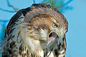 Red-Tailed Hawk