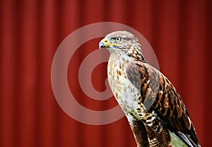 Red-Tailed Hawk