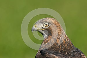 Red-tailed Hawk