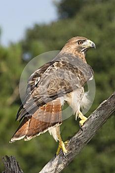 Red tailed hawk