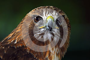 Red-tailed hawk