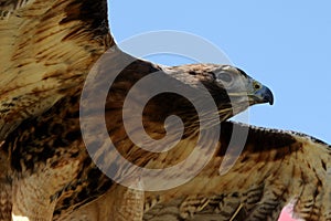 Red tailed hawk