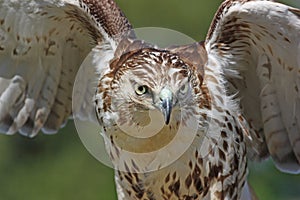 Red-tailed Hawk