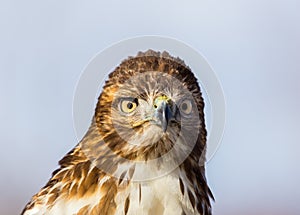 Red Tailed Hawk