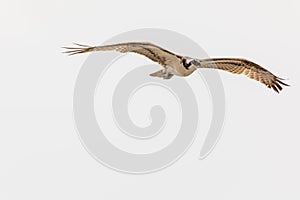 Red-tailed hawk against white background