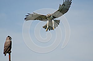 Red Tailed Hawk Attacking Artificial Owl