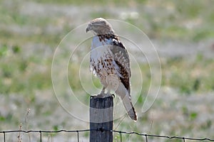 Red Tailed Hawk at Barr Lake State Park Colorado