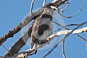 Red Tailed Hawk in Barr Lake State Park, Colorado on a tree