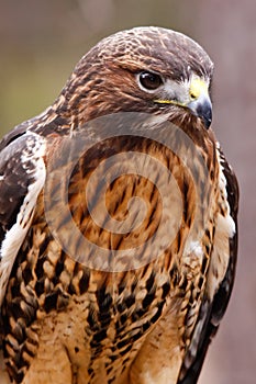 Red-tailed Hawk with Beautiful Plumage