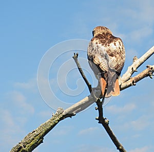 A Red-Tailed Hawk Bird of Prey Looks Over Horizon While Perched on a Tree Branch