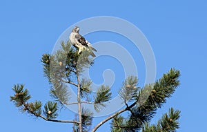 Red-tailed Hawk Bird of Prey Perched on Top of a Tall Pine Tree