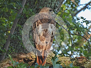 Red Tailed Hawk Bird of Prey Raptor from Back Perched in Tree