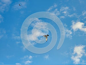 A Red-Tailed Hawk Bird of Prey Raptor Soars Flying Through a Bright Blue Sky