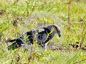 Red-Tailed Hawk Bird Prey Standing on the Ground of a Field Behind a Few Plant Stems