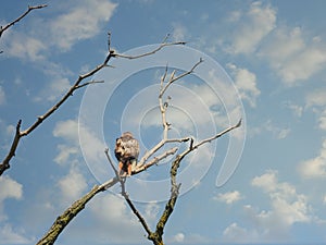 Red-Tailed Hawk Bird of Prey With Vigil Hunting Eye While Perched on a Bare Tree Branch