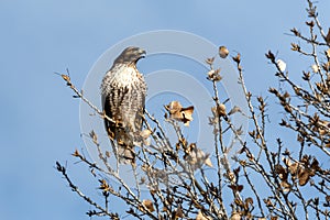 Red-tailed hawk at Bosque del Apache National Wildlife Refuge