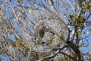 Red-tailed Hawk  Bosque del Apache National Wildlife Refuge New Mexico