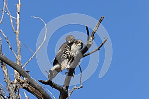 Red-tailed Hawk  Bosque del Apache National Wildlife Refuge New Mexico