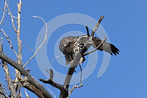 Red-tailed Hawk  Bosque del Apache National Wildlife Refuge New Mexico