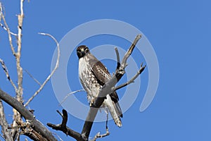 Red-tailed Hawk  Bosque del Apache National Wildlife Refuge New Mexico