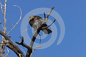 Red-tailed Hawk  Bosque del Apache National Wildlife Refuge New Mexico