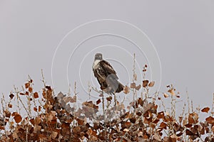 Red-tailed Hawk  Bosque del Apache National Wildlife Refuge New Mexico