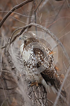 Red-tailed Hawk  Bosque del Apache National Wildlife Refuge New Mexico,USA